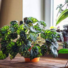 Decoratieve begonia met mooie bladeren