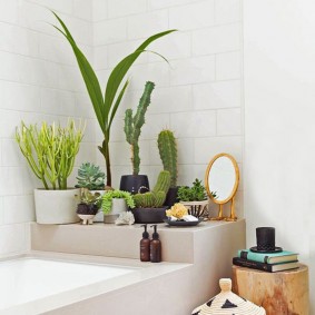 Cactussen op een plank in de badkamer