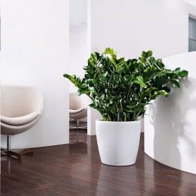 Levende plant op de vloer in de hal