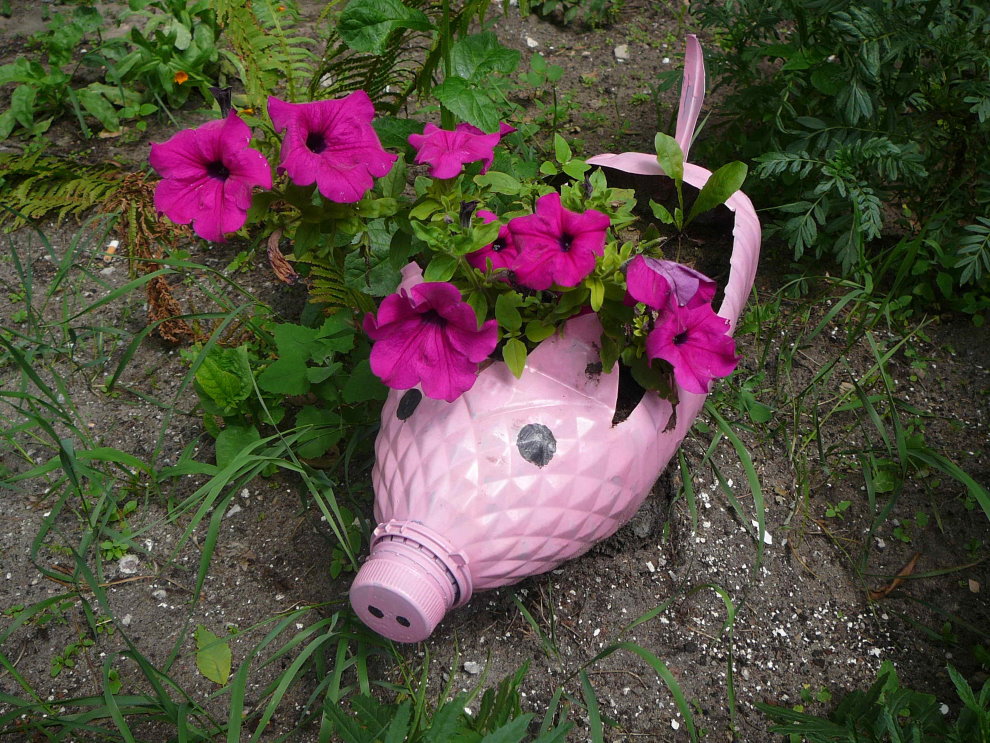 Pétunia dans un pot d'une vieille bouteille