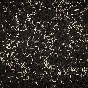 Graines de grains à la surface de la future pelouse