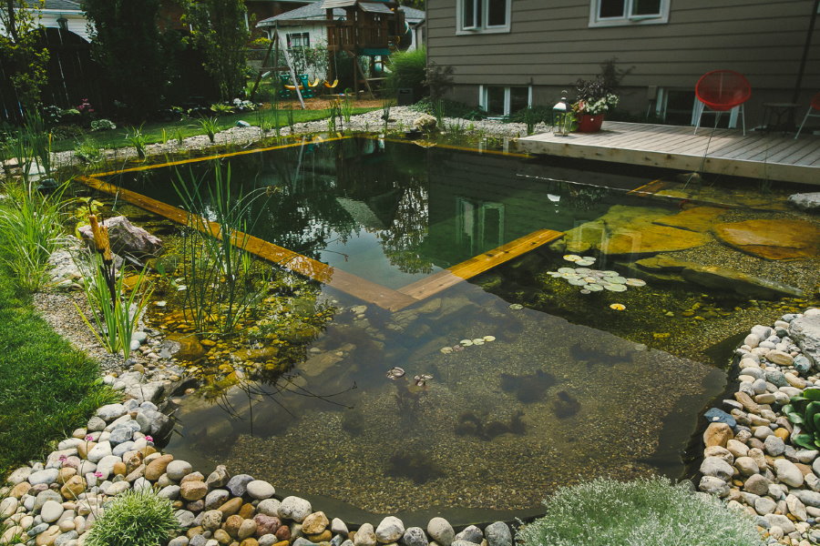 Piscine de campagne de type naturel avec des plantes aquatiques