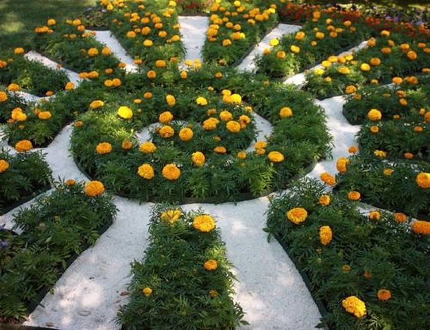 Parterre de leurs soucis en forme de soleil