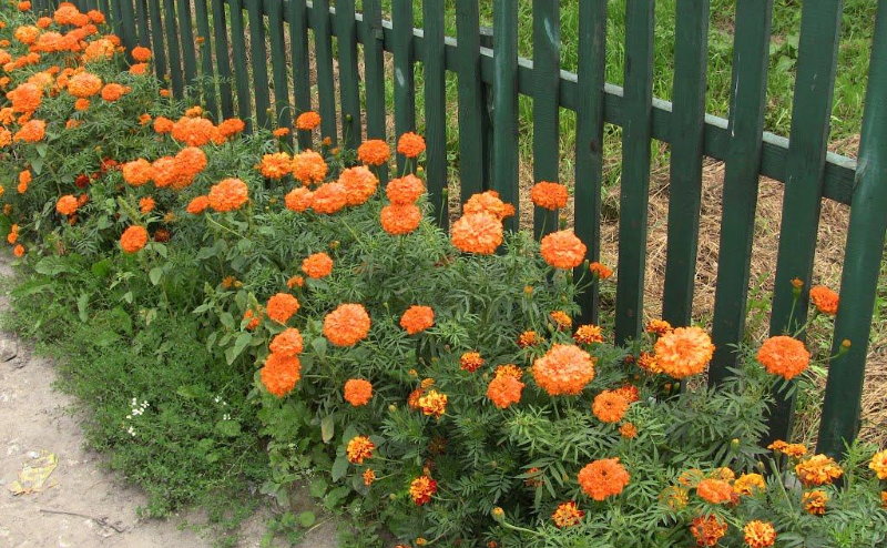 Marigold atterrissant le long de la clôture dans le pays