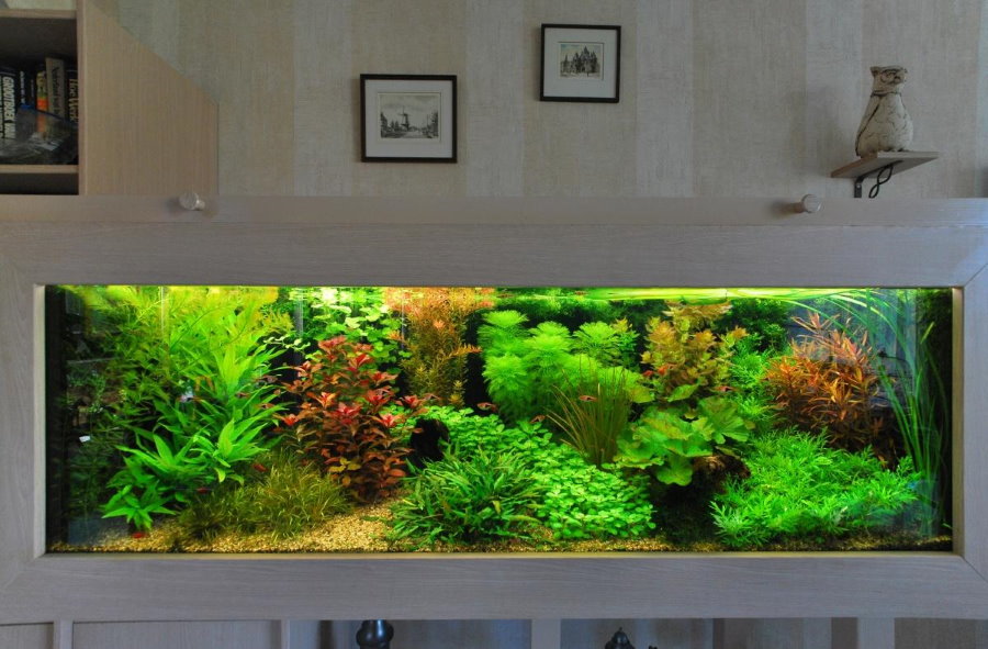 Penampilan akuarium dalam gaya Belanda