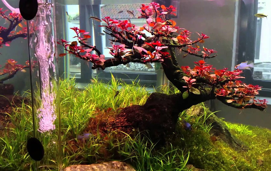 Pokok di dalam akuarium di ruang tamu