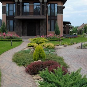 Jeunes conifères entre les allées du jardin